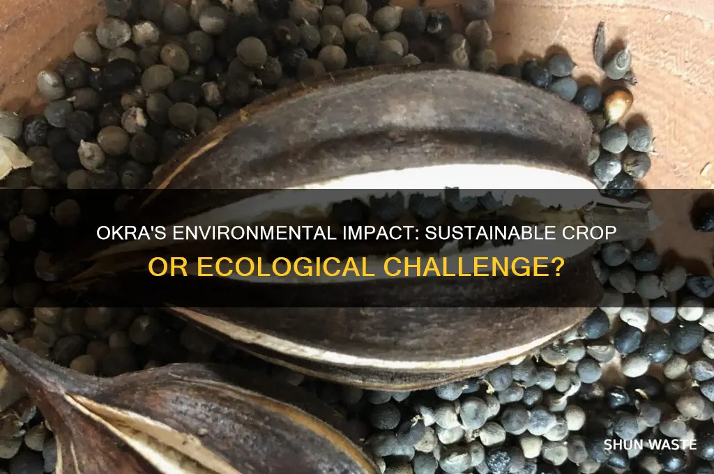 how did okra impact the environment