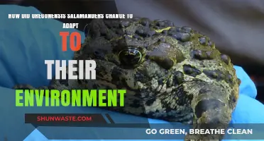 Oregonensis Salamanders' Evolutionary Adaptations to Their Unique Environment