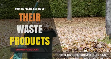 Plant Waste Management: How Flora Dispose of Their Byproducts