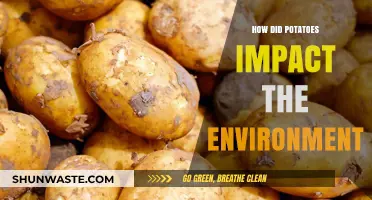 Potatoes' Environmental Impact: Cultivation, Carbon Footprint, and Sustainability Challenges