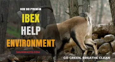 Pyrenean Ibex: Their Ecological Role and Environmental Impact Explained