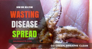 Sea Star Wasting Disease: Unraveling the Devastating Spread Across Oceans