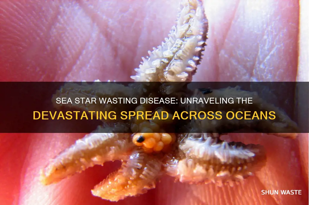 how did sea star wasting disease spread
