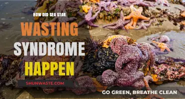Unraveling the Mystery: Causes and Impact of Sea Star Wasting Syndrome