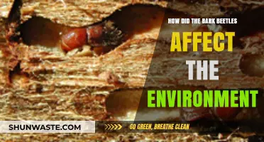Bark Beetles' Devastating Impact on Forests and Ecosystems Explained