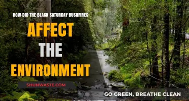 Black Saturday's Environmental Impact: Bushfires' Devastating Legacy on Ecosystems