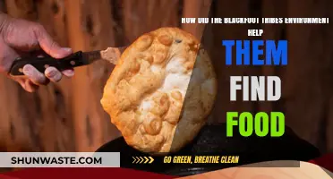 Blackfoot Tribe's Environment: A Key to Their Food Sources