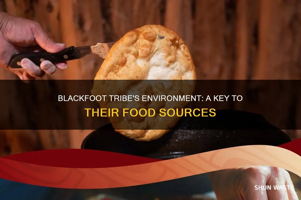 how did the blackfoot tribes environment help them find food