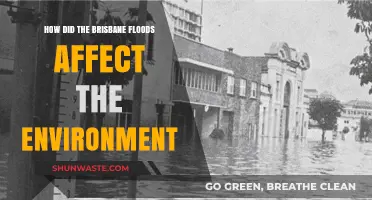 Brisbane Floods' Environmental Impact: Ecosystem Disruption and Long-Term Consequences