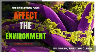 Bubonic Plague's Environmental Impact: A Historical Analysis of Ecological Changes
