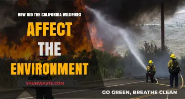 California Wildfires' Devastating Environmental Impact: Air, Land, and Wildlife