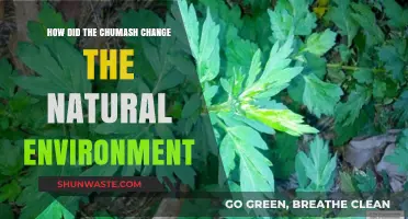 Chumash Innovations: Transforming California's Natural Landscape Through Sustainable Practices