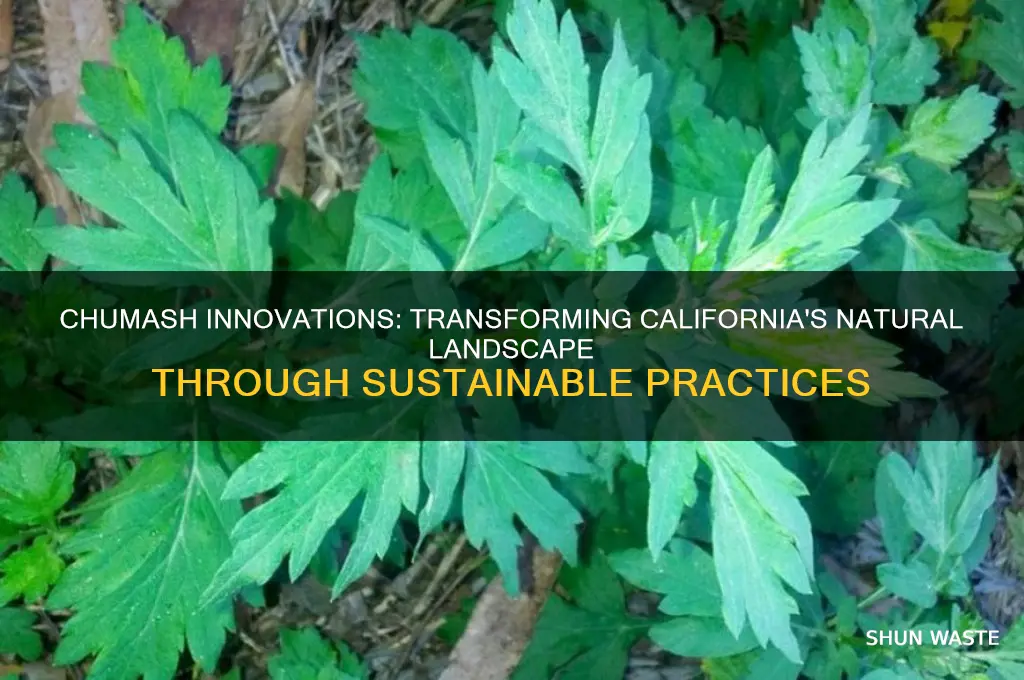 how did the chumash change the natural environment