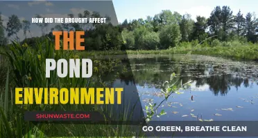 Drought's Impact: Unraveling the Ecological Changes in Pond Ecosystems