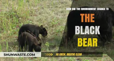 How Habitat Shifts Impacted Black Bear Survival and Adaptation