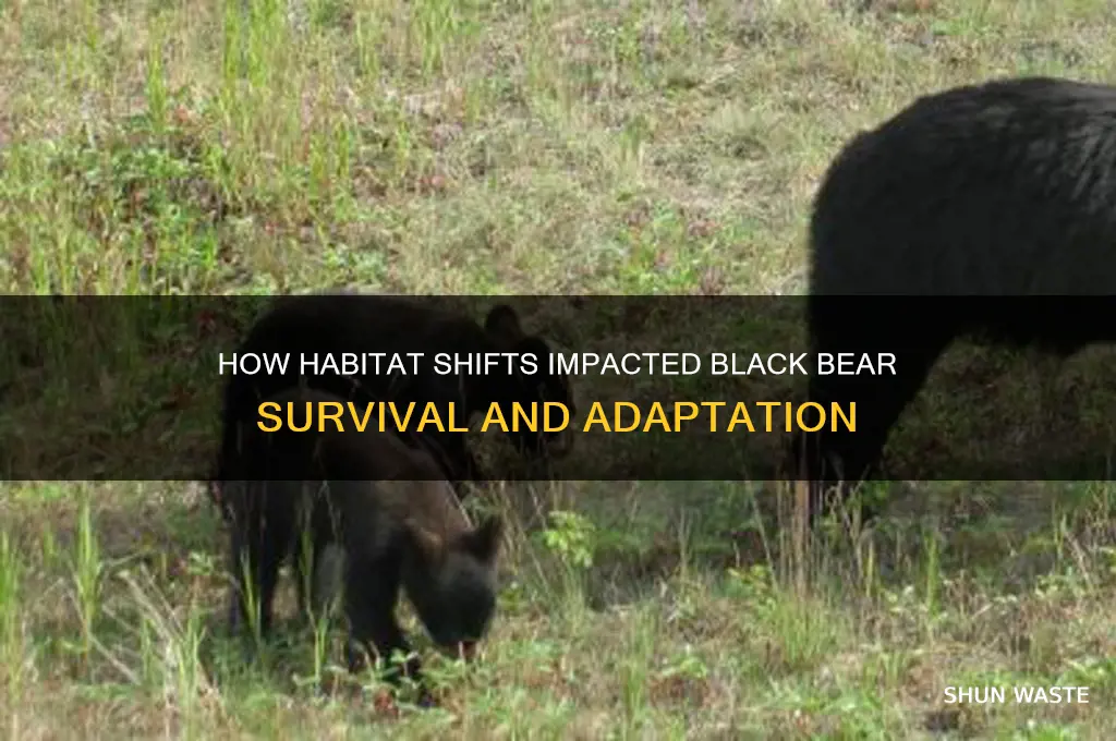 how did the environment change to the black bear
