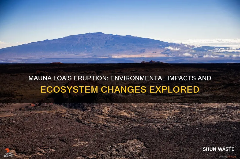 how did the eruption of mauna loa affect the environment