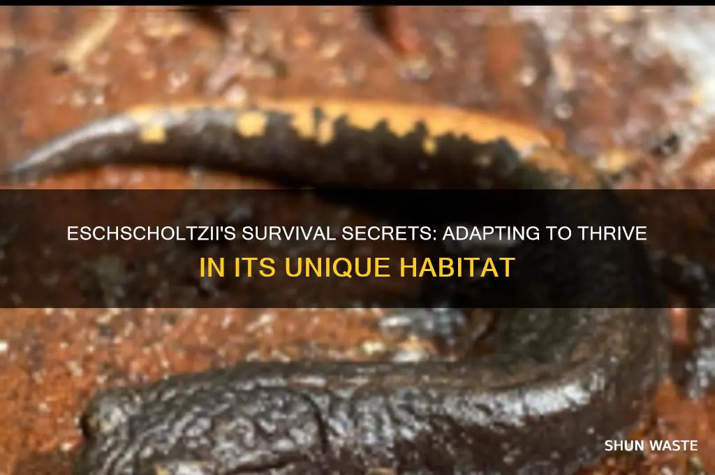 how did the eschscholtzii change adapt to its environment
