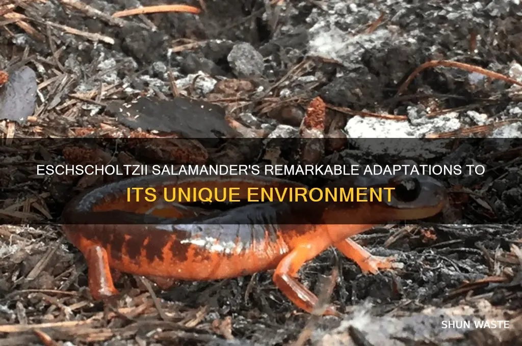 how did the eschscholtzii salamander change adapt to its environment