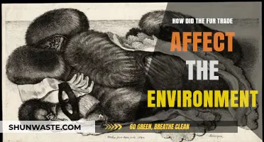 Fur Trade's Environmental Impact: Shaping Ecosystems and Wildlife Populations