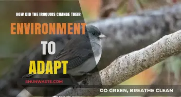 Iroquois Environmental Adaptation: Transforming Landscapes for Survival and Sustainability