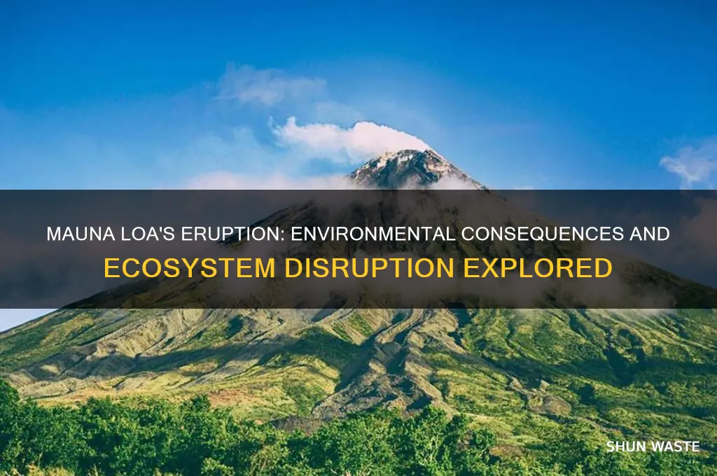 how did the mauna loa eruption impact the environment