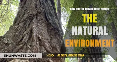 Miwok Tribe's Impact: Shaping and Transforming Their Natural Environment