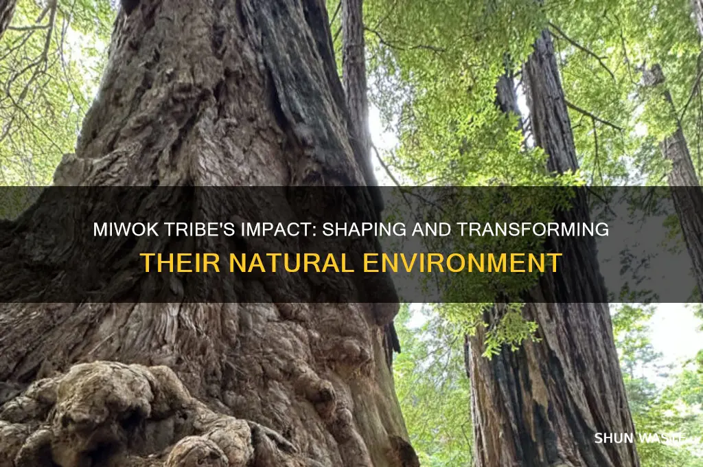 how did the miwok tribe change the natural environment