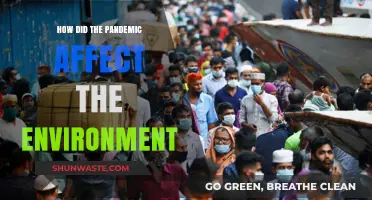 Pandemic's Environmental Impact: A Silver Lining Amid Global Crisis