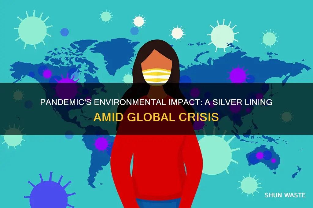 how did the pandemic affect the environment