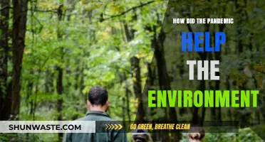 Pandemic's Silver Lining: Unveiling Nature's Revival Amid Global Crisis