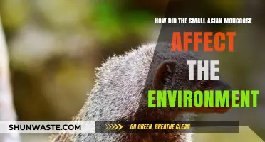 Small Asian Mongoose: Environmental Impact and Ecosystem Disruption Explained