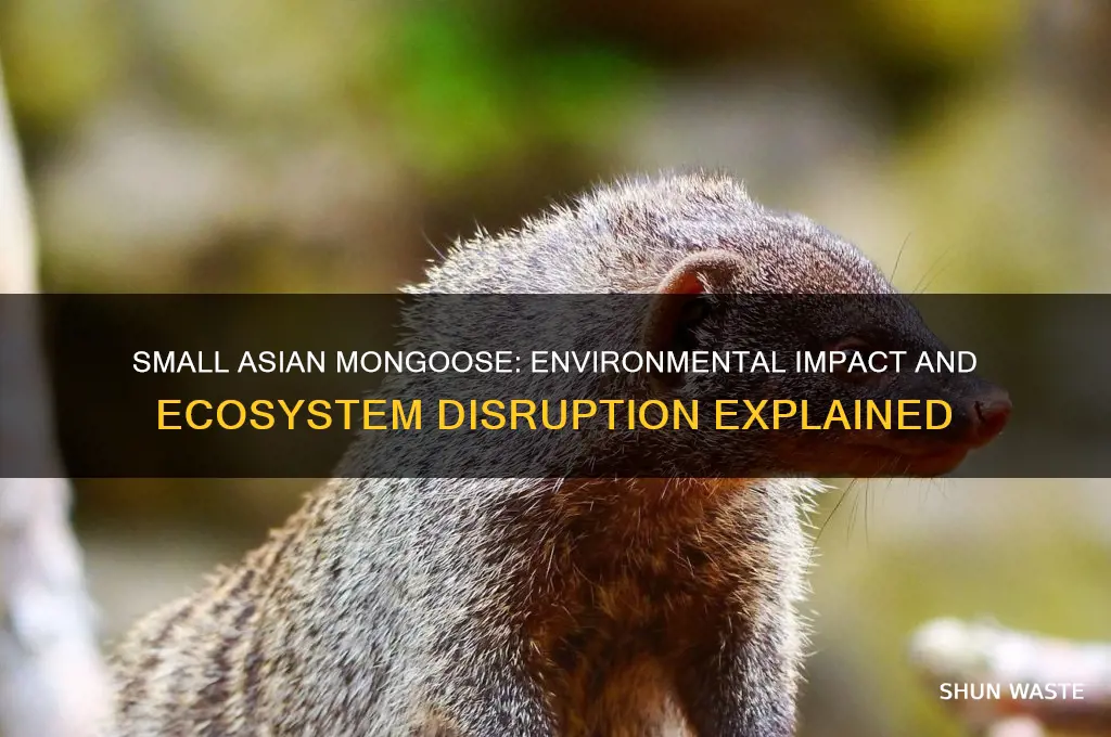 how did the small asian mongoose affect the environment