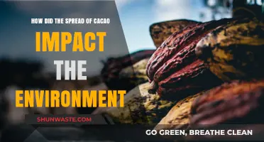 Cacao's Global Journey: Environmental Impacts of Its Spread and Cultivation