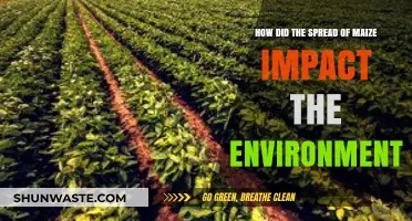 Maize's Global Expansion: Environmental Transformations and Ecological Consequences