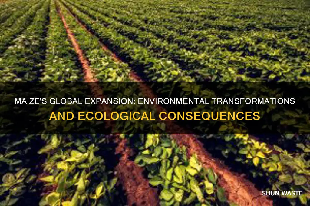 how did the spread of maize impact the environment