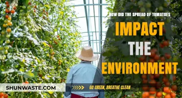 Tomatoes' Global Journey: Environmental Impacts and Ecological Transformations