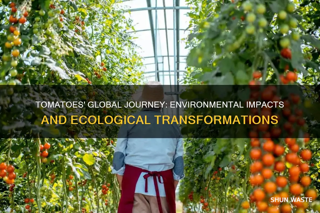 how did the spread of tomatoes impact the environment