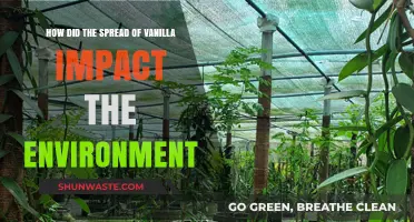 Vanilla's Global Journey: Environmental Consequences of Its Widespread Cultivation
