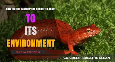 Xanthoptica's Evolutionary Journey: Adapting to Survive in Changing Environments