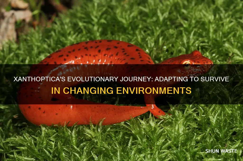 how did the xanthoptica change to adapt to its environment