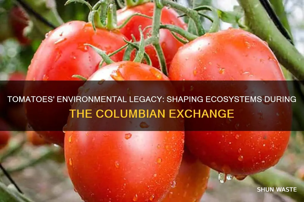 how did tomatoes impact the environment during the columbian exchange