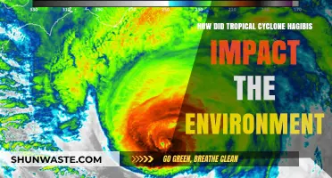 Cyclone Hagibis' Environmental Toll: Devastation, Recovery, and Lessons Learned