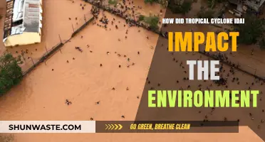 Cyclone Idai's Devastation: Environmental Aftermath and Ecosystem Recovery Challenges