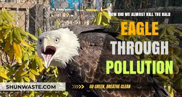 The Bald Eagle's Near-Death Experience: Pollution's Deadly Legacy