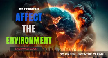 Wildfires' Devastating Impact: Environmental Consequences and Ecosystem Recovery Challenges