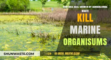 Agricultural Waste Algae Blooms: Deadly Threat to Marine Life Explained