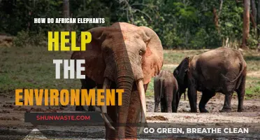 African Elephants: Vital Eco-Engineers Shaping and Sustaining Ecosystems