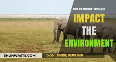 African Elephants: Shaping Ecosystems and Environmental Balance in Africa