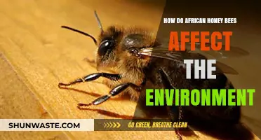 African Honey Bees: Environmental Impact and Ecosystem Influence Explored